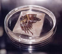 Echantillon de peau hybride avec papillon tatou (DR) - 6.8 ko