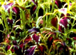 Une des plantes hybrides de George Gessert (DR) - 23.8 ko